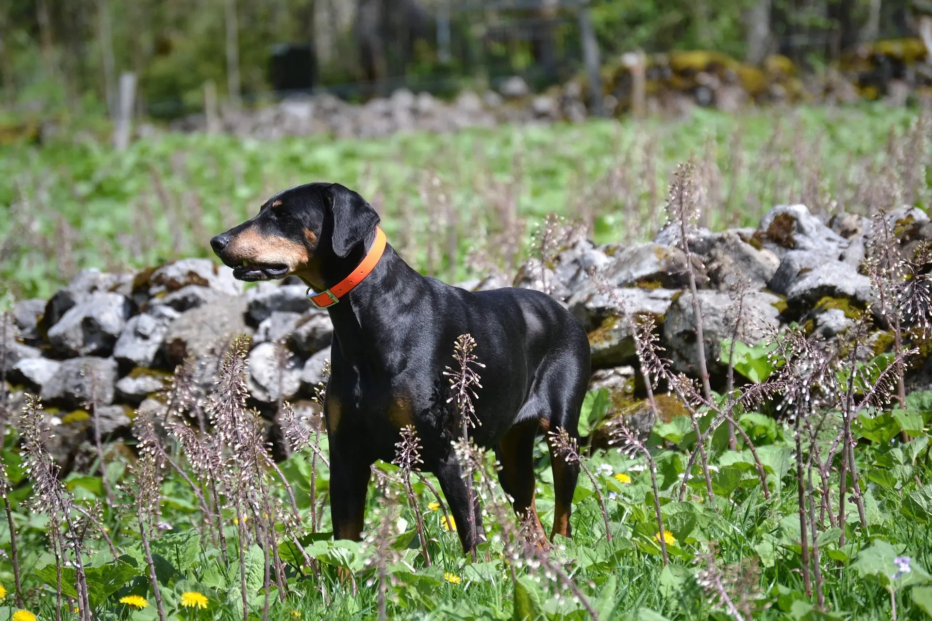coloured dog collars